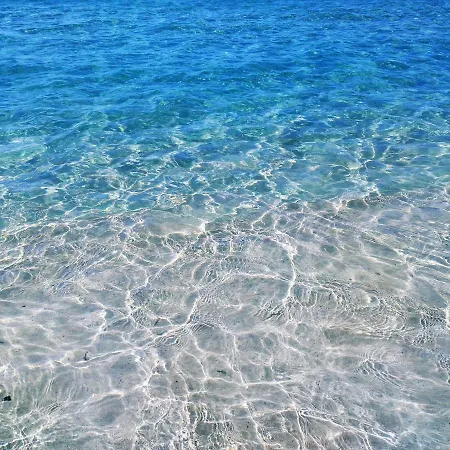 Palm Garden In Front Of The *