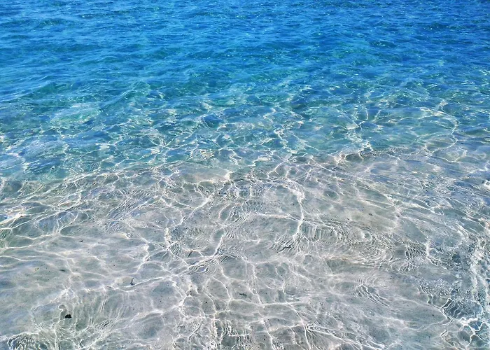 Palm Garden In Front Of The *